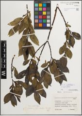 Foto von Salix mielichhoferi Saut. x Salix myrsinifolia Salisb.